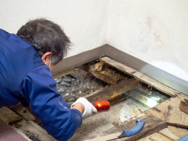 Trusted Lynnwood Pricedale, PA Mold Removal Experts