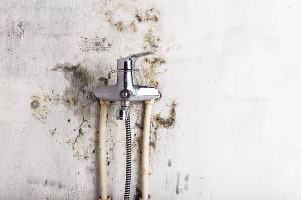 Best Best Mold Removal Companies  in Lynnwood Pricedale, PA