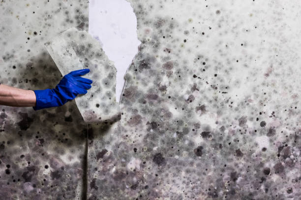 Best Local Mold Removal Service  in Lynnwood Pricedale, PA
