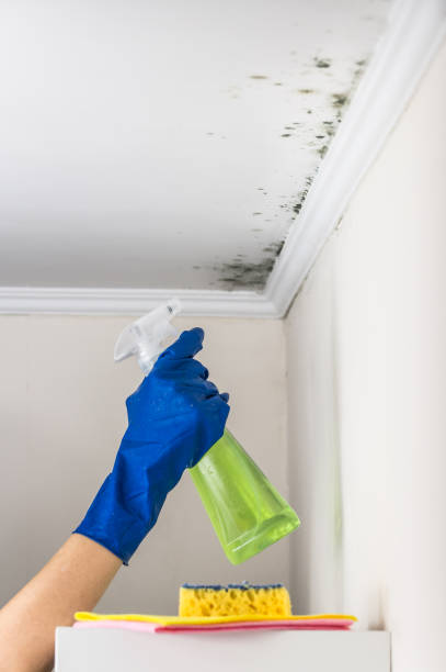 Certified Mold Removal in Lynnwood Pricedale, PA